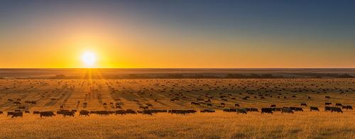 Day1-Laurik_International-IFMA2025-precongress_tour The Pampas Beckon