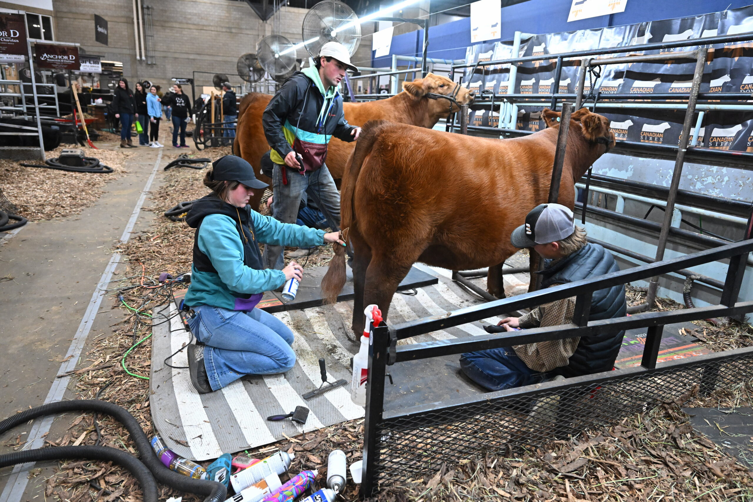 An emotional moment between exhibitors ringside at Farmfair International