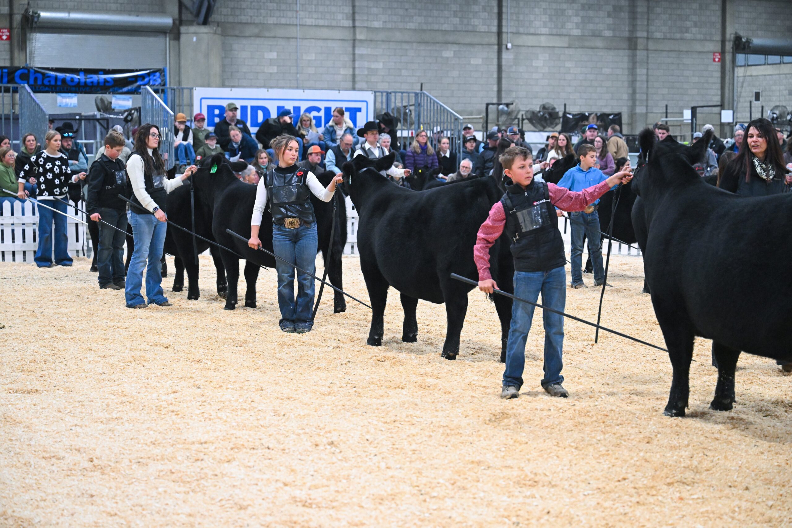Una fila de Angus negro presentados por jóvenes expositores en Farmfair International
