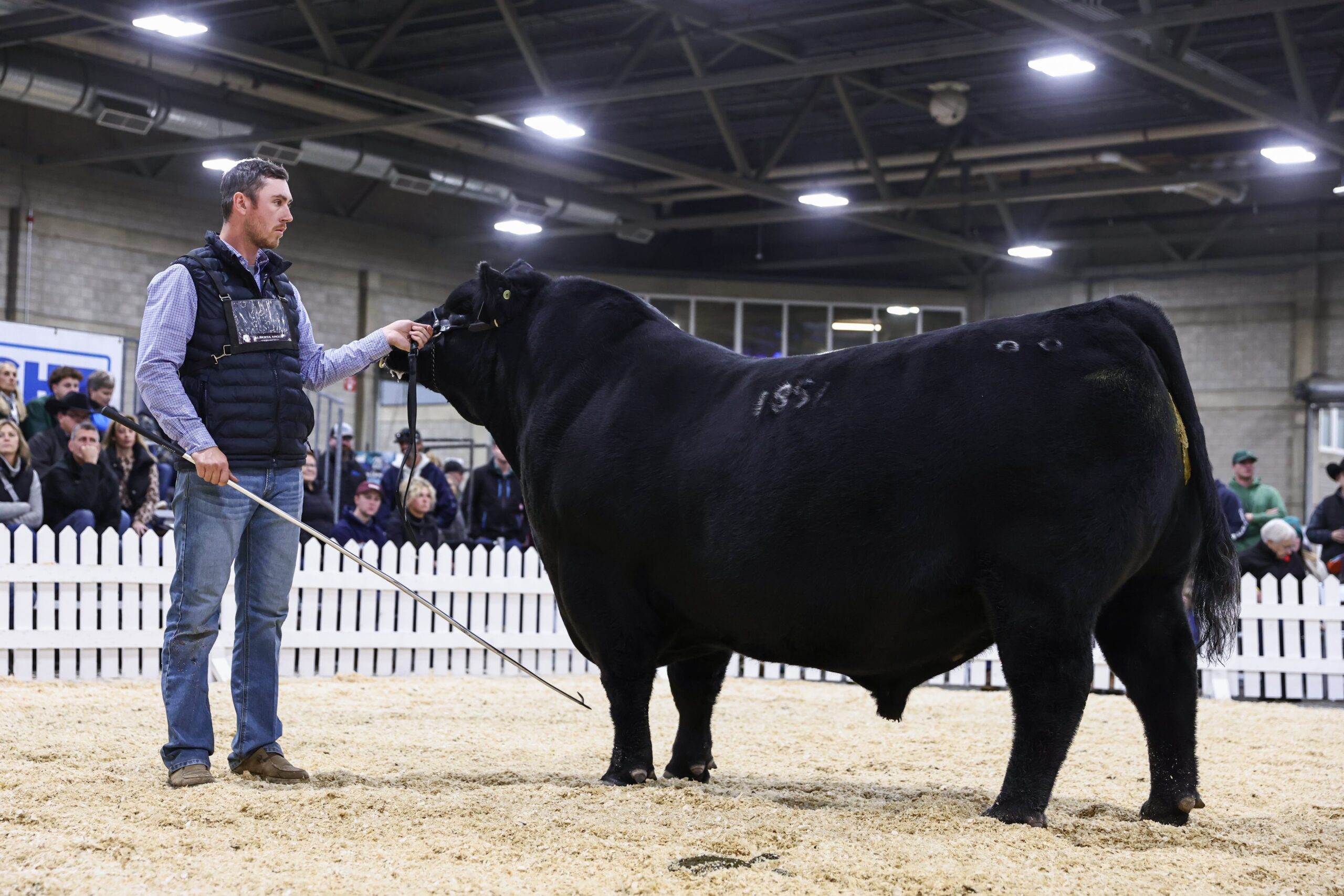 A Black Angus bull presented by its handler at Farmfair International, Alberta