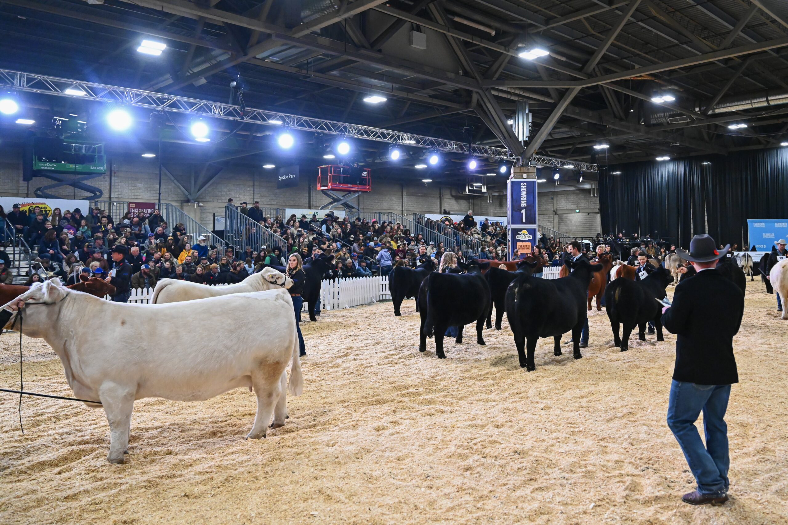 Multiple breeds shown side by side in the ring at Farmfair International