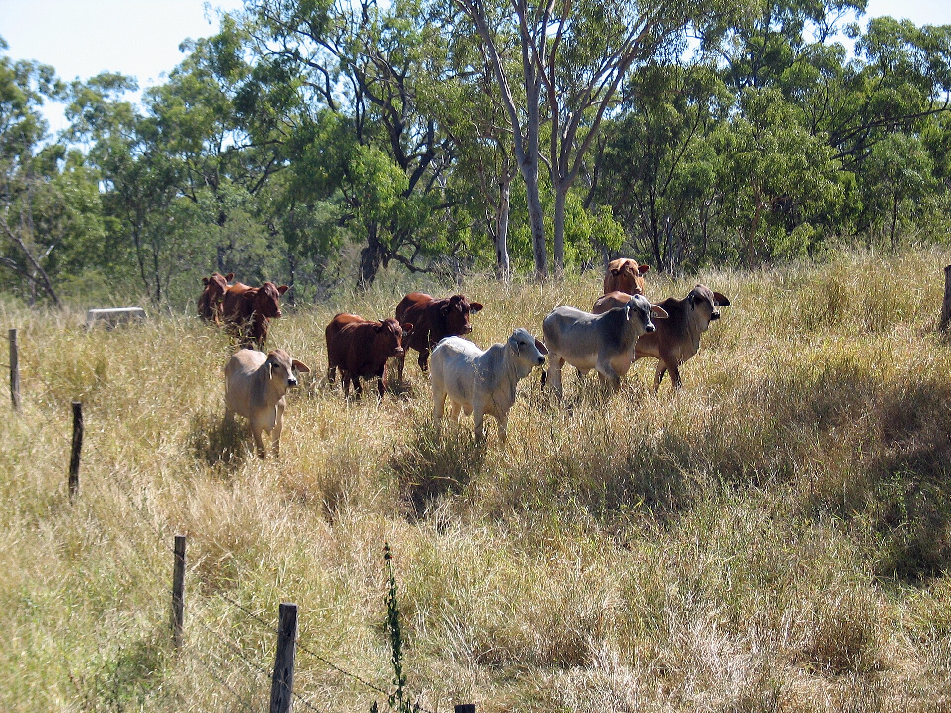 Terneros cruza Brahman, grises y colorados, en el monte de eucaliptos de Queensland