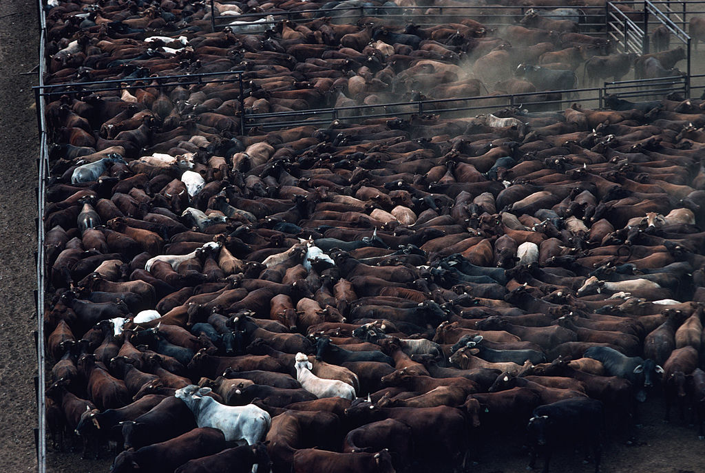 Vista aérea de un feedlot australiano con miles de cabezas de ganado en corrales
