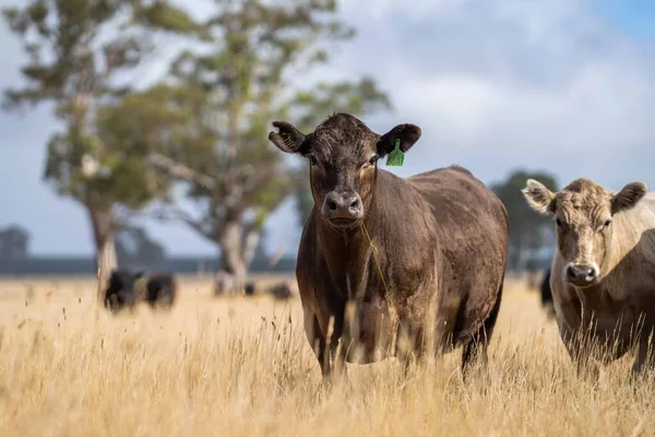 Vaca Angus negra en un campo de pasto seco en Australia