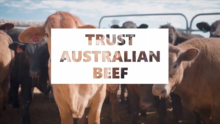 Novillos en un corral con el lema Trust Australian Beef de Meat and Livestock Australia