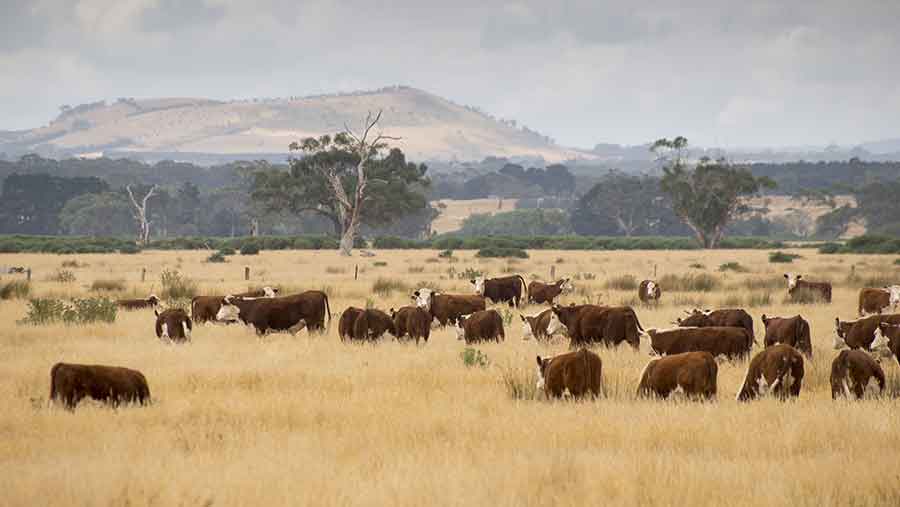 Rodeo Hereford pastoreando en un campo de pasto seco con eucaliptos y una loma al fondo, sur de Australia