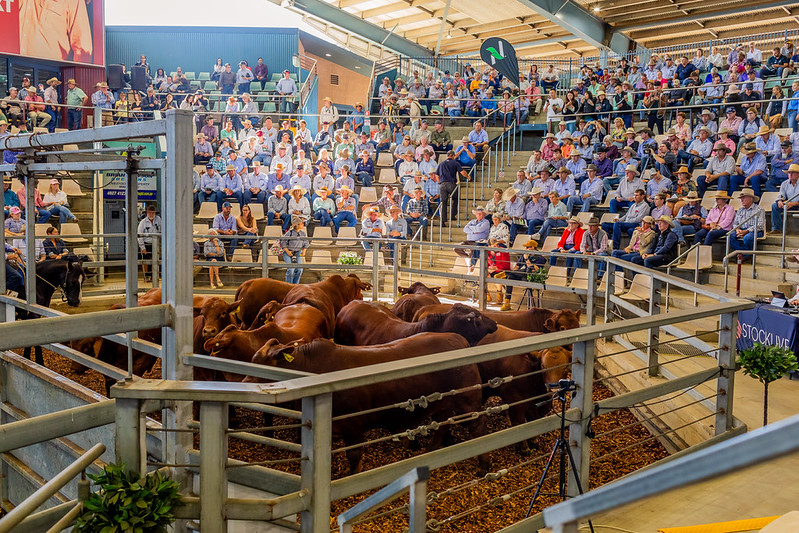 Remate de toros colorados en pista cubierta con tribunas llenas de compradores, Queensland